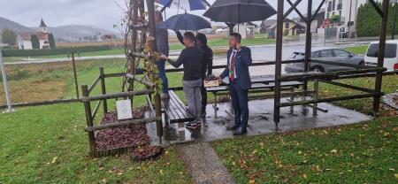 Rez stare trte oktober 2024